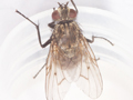 Helina evecta